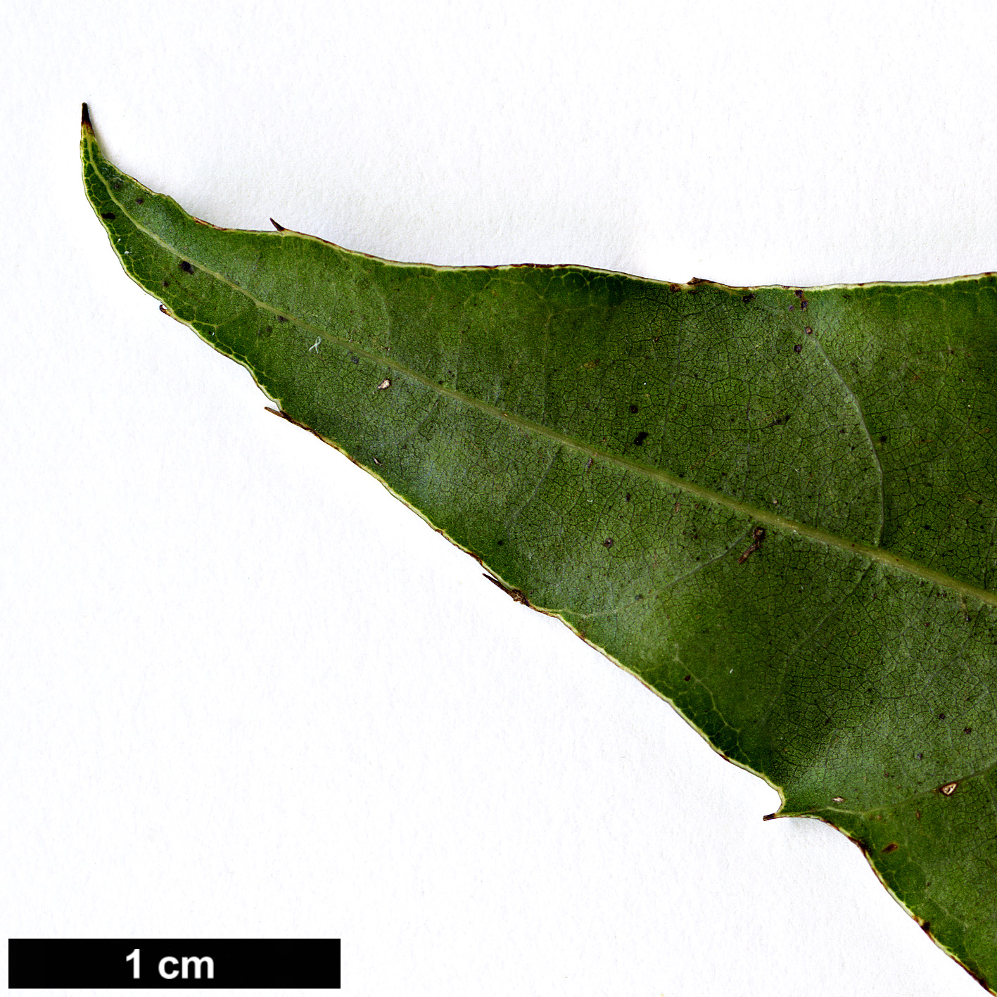 High resolution image: Family: Fagaceae - Genus: Quercus - Taxon: brenesii